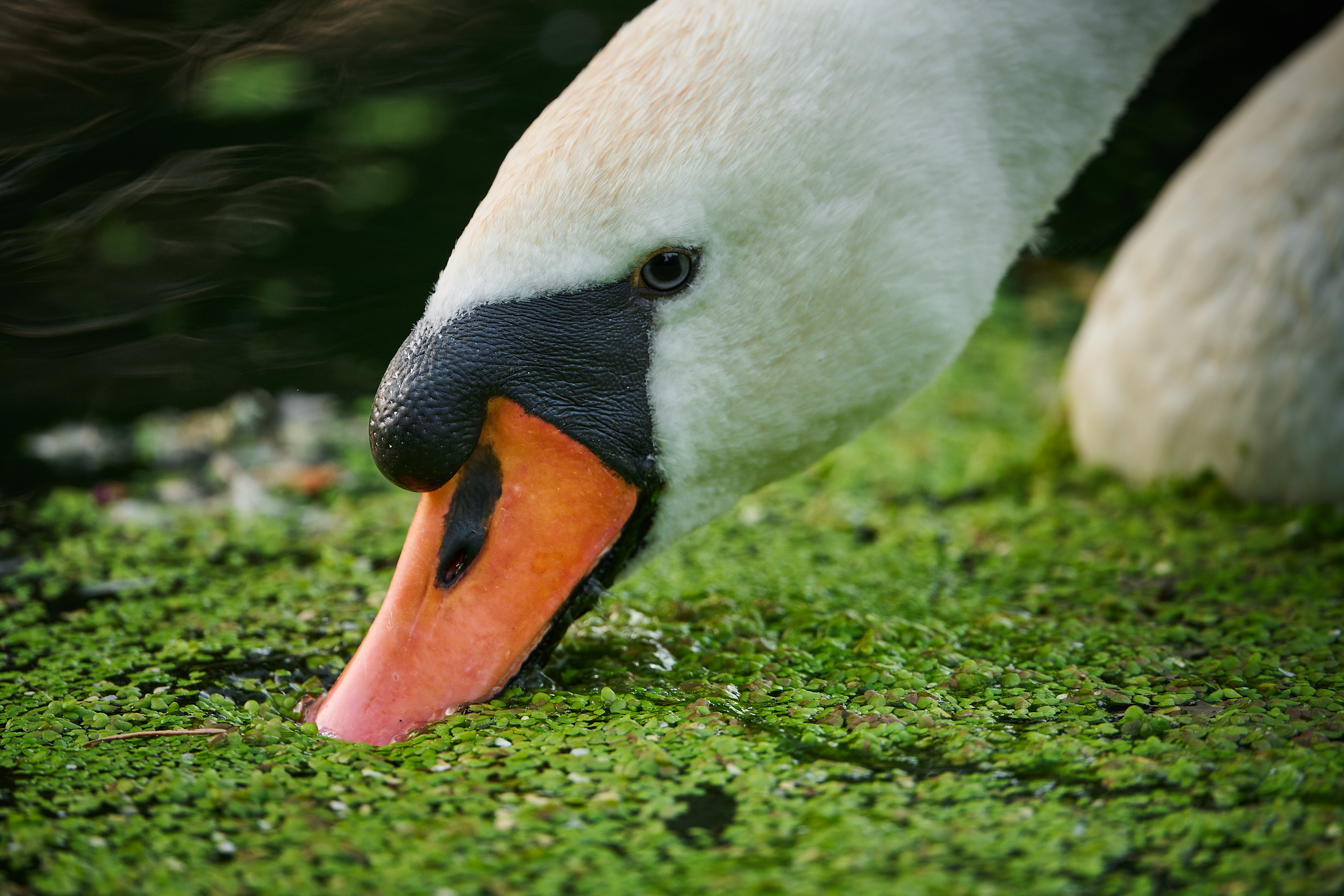 Swan drinking